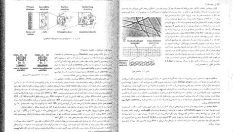 کتاب زیست شناسی سلولی،مولکولی و مهندسی ژنتیک مجید مهدوی PDF