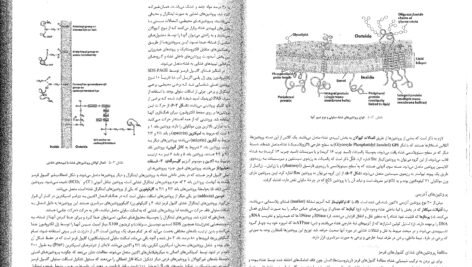 کتاب زیست شناسی سلولی،مولکولی و مهندسی ژنتیک مجید مهدوی PDF