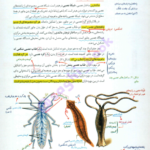 کتاب زیست شناسی جامع زیر ذره بین PDF