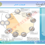 جزوه فیزیولوژی انسانی دکترمحمد رضا اسد PDF