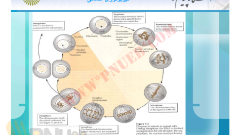 جزوه فیزیولوژی انسانی دکترمحمد رضا اسد PDF