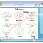 جزوه فیزیولوژی انسانی دکترمحمد رضا اسد PDF