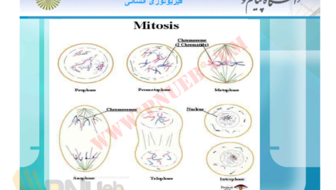 جزوه فیزیولوژی انسانی دکترمحمد رضا اسد PDF