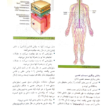 کتاب آناتومی گری برای دانشجویان جلد اول تنه PDF