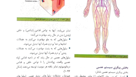 کتاب آناتومی گری برای دانشجویان جلد اول تنه PDF