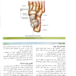 کتاب آناتومی گری اندام جلد دوم دکتر مهدی مهدی زاده PDF