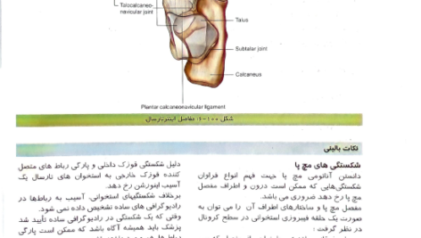 کتاب آناتومی گری اندام جلد دوم دکتر مهدی مهدی زاده PDF