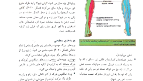 کتاب آناتومی گری اندام جلد دوم دکتر مهدی مهدی زاده PDF