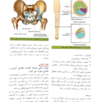 کتاب آناتومی گری اندام جلد دوم دکتر مهدی مهدی زاده PDF