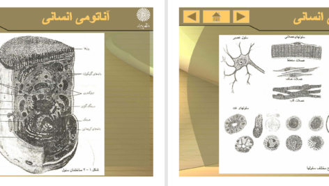 کتاب آناتومی انسانی علی اصغر رواسی PDF