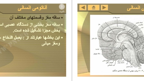 کتاب آناتومی انسانی علی اصغر رواسی PDF