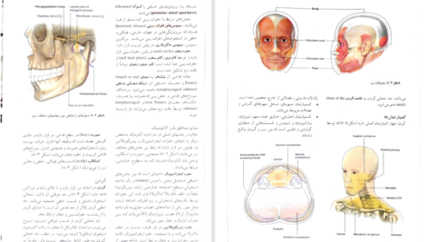 کتاب آناتومی گری سر و گردن جلد سوم دکتر محمد اکبری PDF