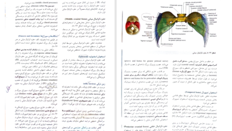 کتاب آناتومی گری سر و گردن جلد سوم دکتر محمد اکبری PDF