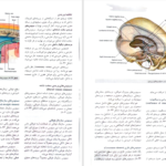 کتاب آناتومی گری سر و گردن جلد سوم دکتر محمد اکبری PDF