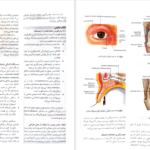 کتاب آناتومی گری سر و گردن جلد سوم دکتر محمد اکبری PDF