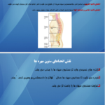 کتاب اناتومی استخوان شناسی مرتضی بهرامی نژاد PDF