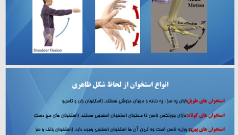 کتاب اناتومی استخوان شناسی مرتضی بهرامی نژاد PDF