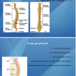 کتاب اناتومی استخوان شناسی مرتضی بهرامی نژاد PDF