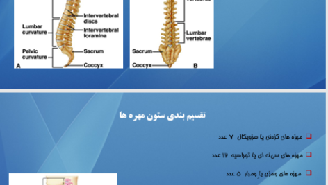 کتاب اناتومی استخوان شناسی مرتضی بهرامی نژاد PDF