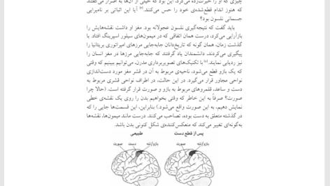 کتاب مغز پویا دیوید ایگلمن PDF