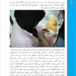 کتاب مراقبت از نوزاد نارس درمنزل محمد نوری شادکام PDF
