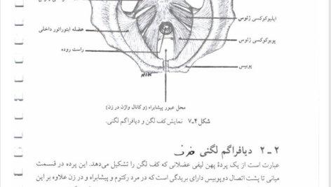 کتاب آناتومی به زبان ساده کالبد شناسی عمومی انسان دکتر محمد رضا نیکروش PDF