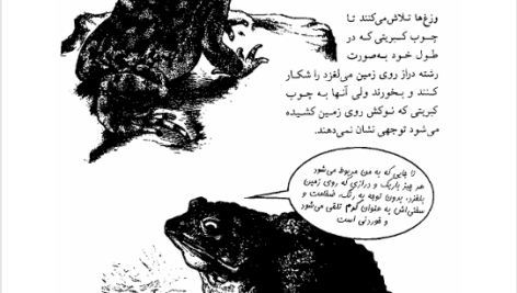 کتاب مغز و ذهن عبدالرحمن نجل رحیم PDF