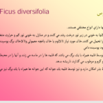 کتاب آشنایی با گل و گیاهان آپارتمانی PDF