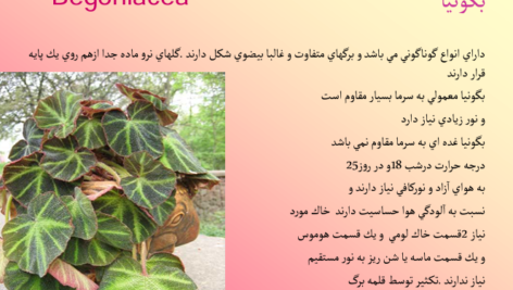 کتاب آشنایی با گل و گیاهان آپارتمانی PDF