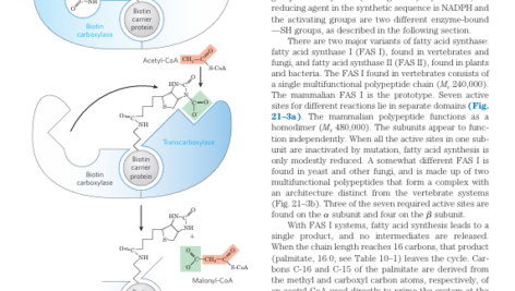 کتاب Lehninger Principles Of Biochemistry دیوید ال نیلسون PDF